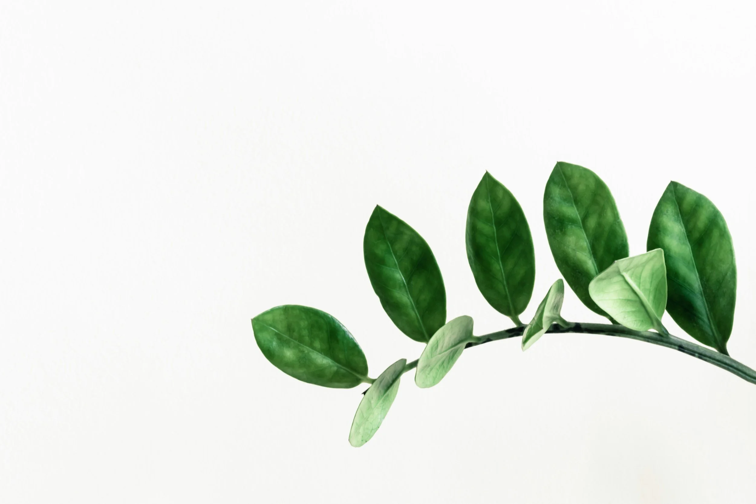 A branch with green leaves against a white background.