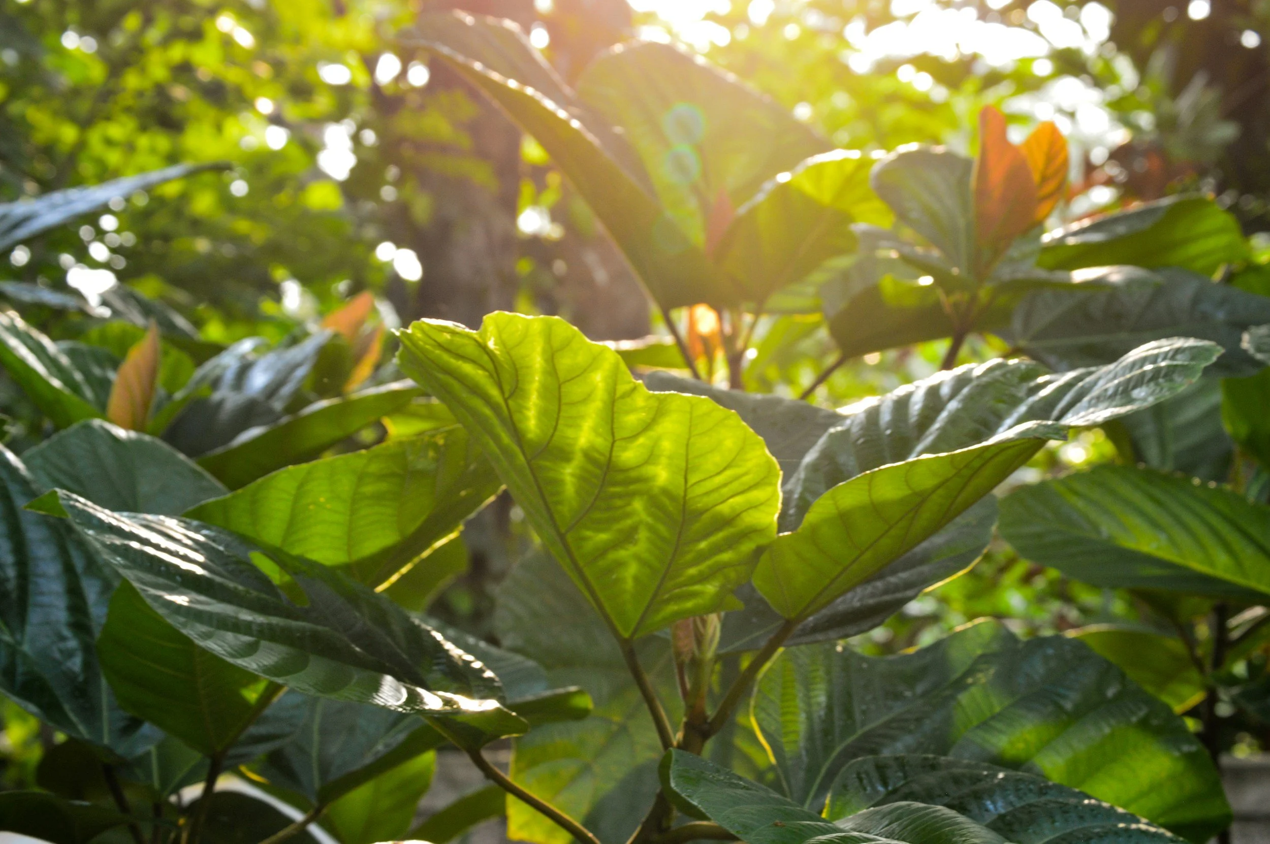 Close-up of lush green leaves in sunlight with a blurred background of trees and sunlight flares.