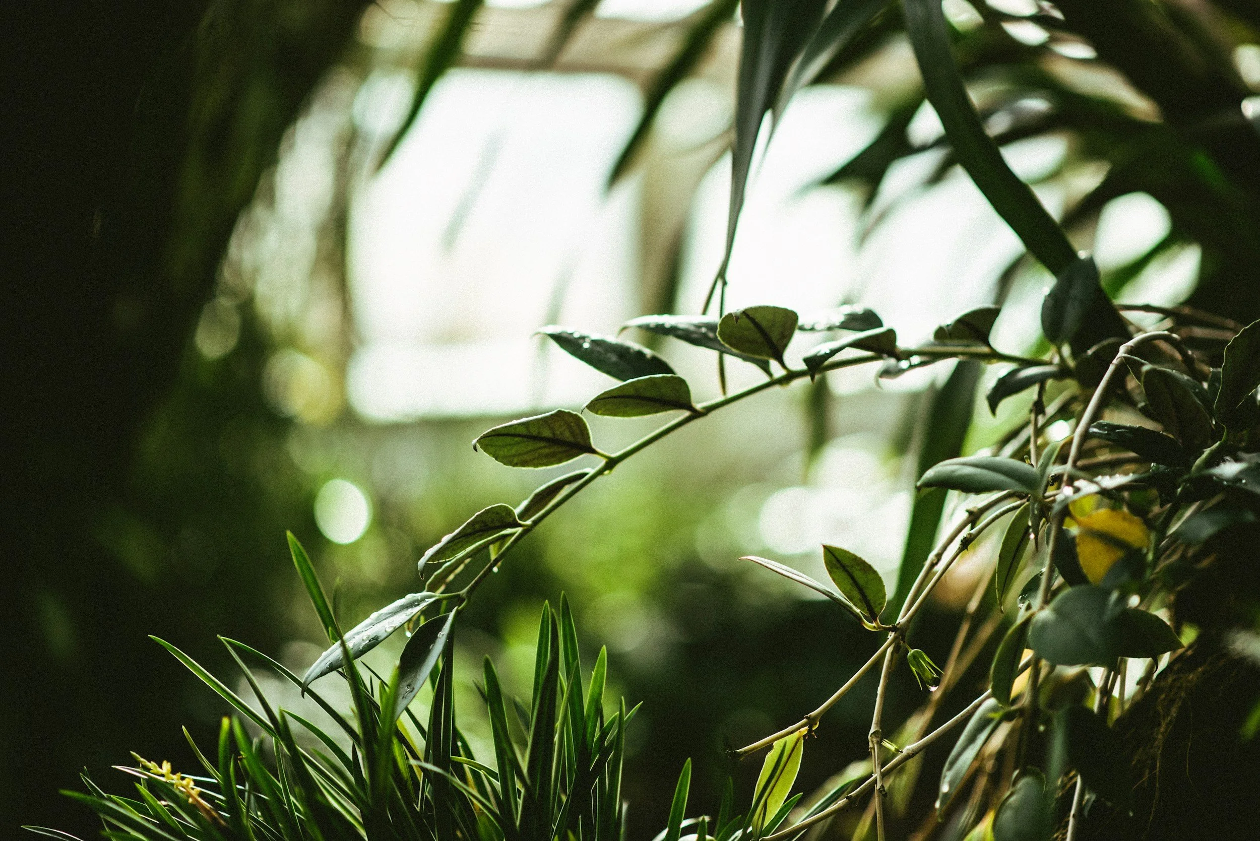 Close-up of green leaves and grass with sunlight in the background.