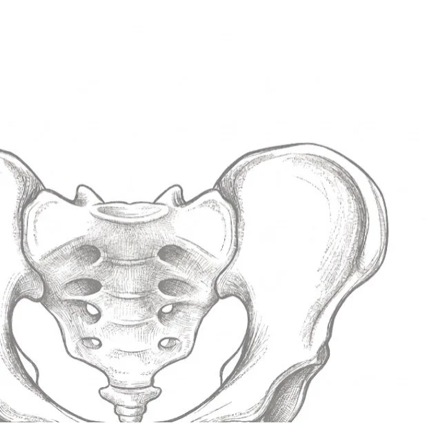 Hand-drawn illustration of a human pelvis, including the hip bones and sacrum.