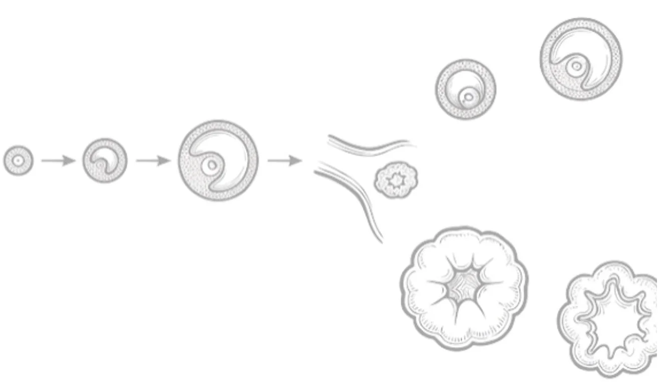 Illustration of the cell cycle stages, showing cell division and differentiation.