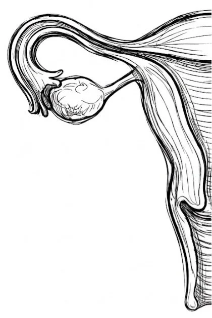 Diagram of the female reproductive system, showing an ovary, fallopian tube, and part of the uterus.
