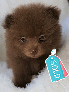 Benito sold.gif