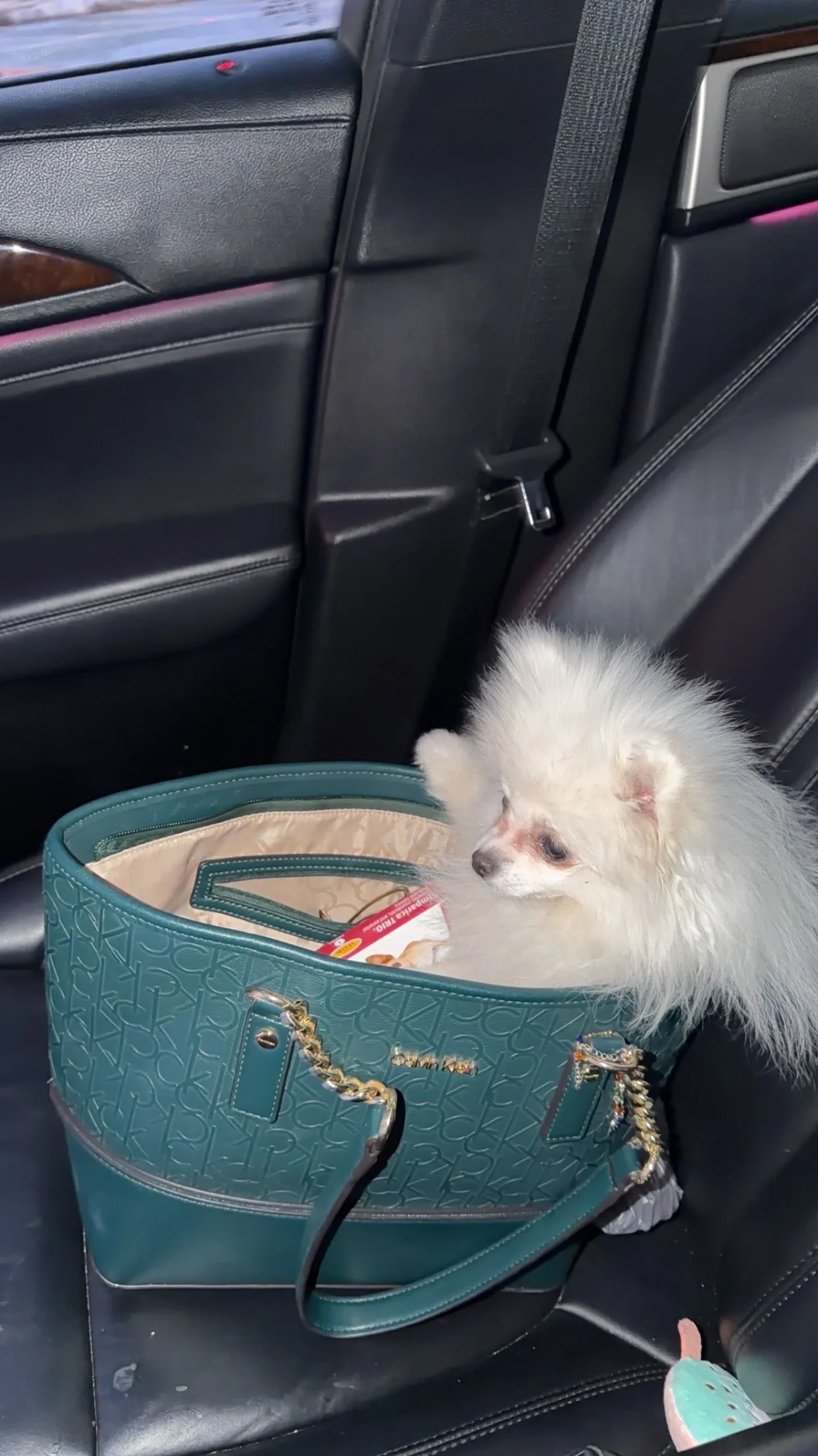 Going for a ride