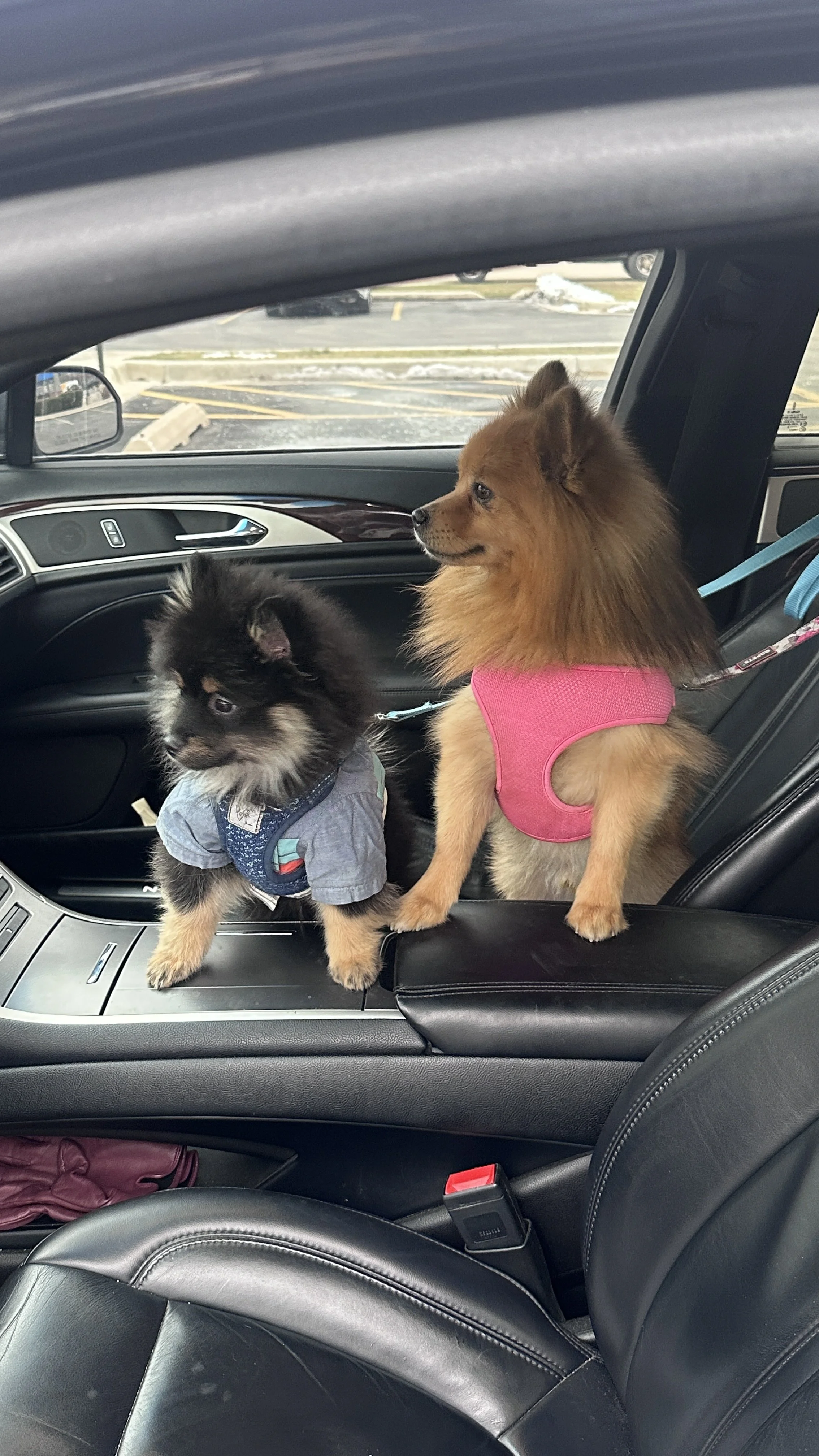 Going for a ride 💨💨