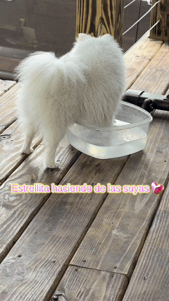 Estrellita haciendo de las suyas..gif