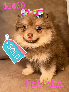 sold puppy.gif