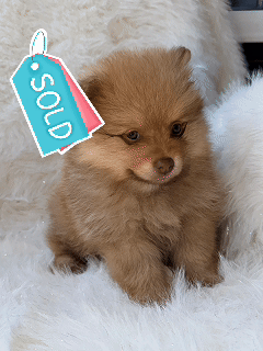sold 3.gif