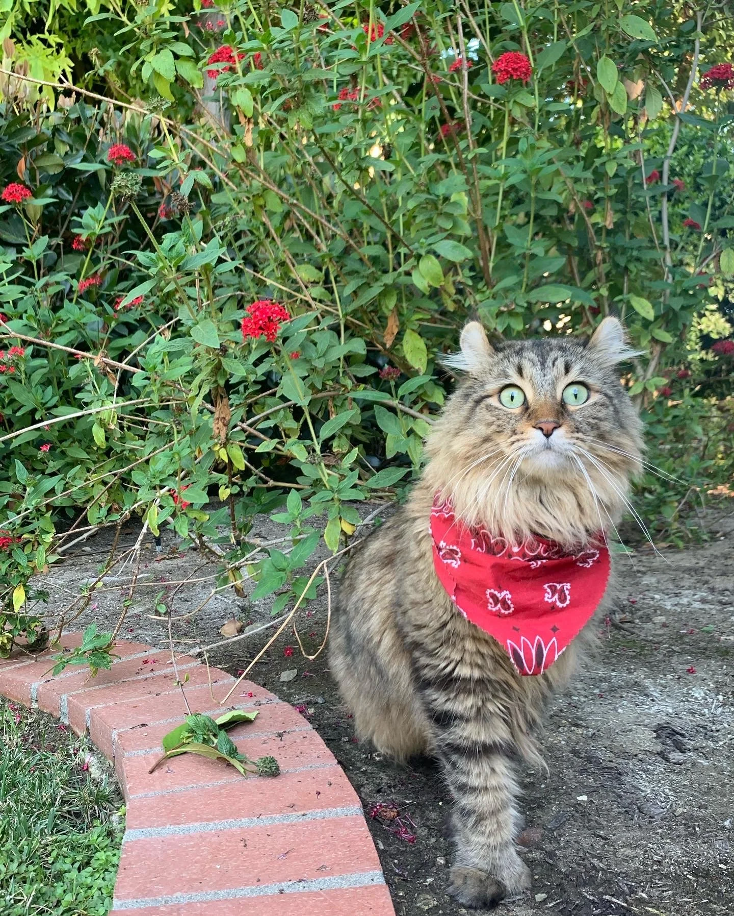 A large fluffy brown tabby cat with green eyes and a red bandana around its neck walking on dirt path beside a brick border and green bushes with red flowers.