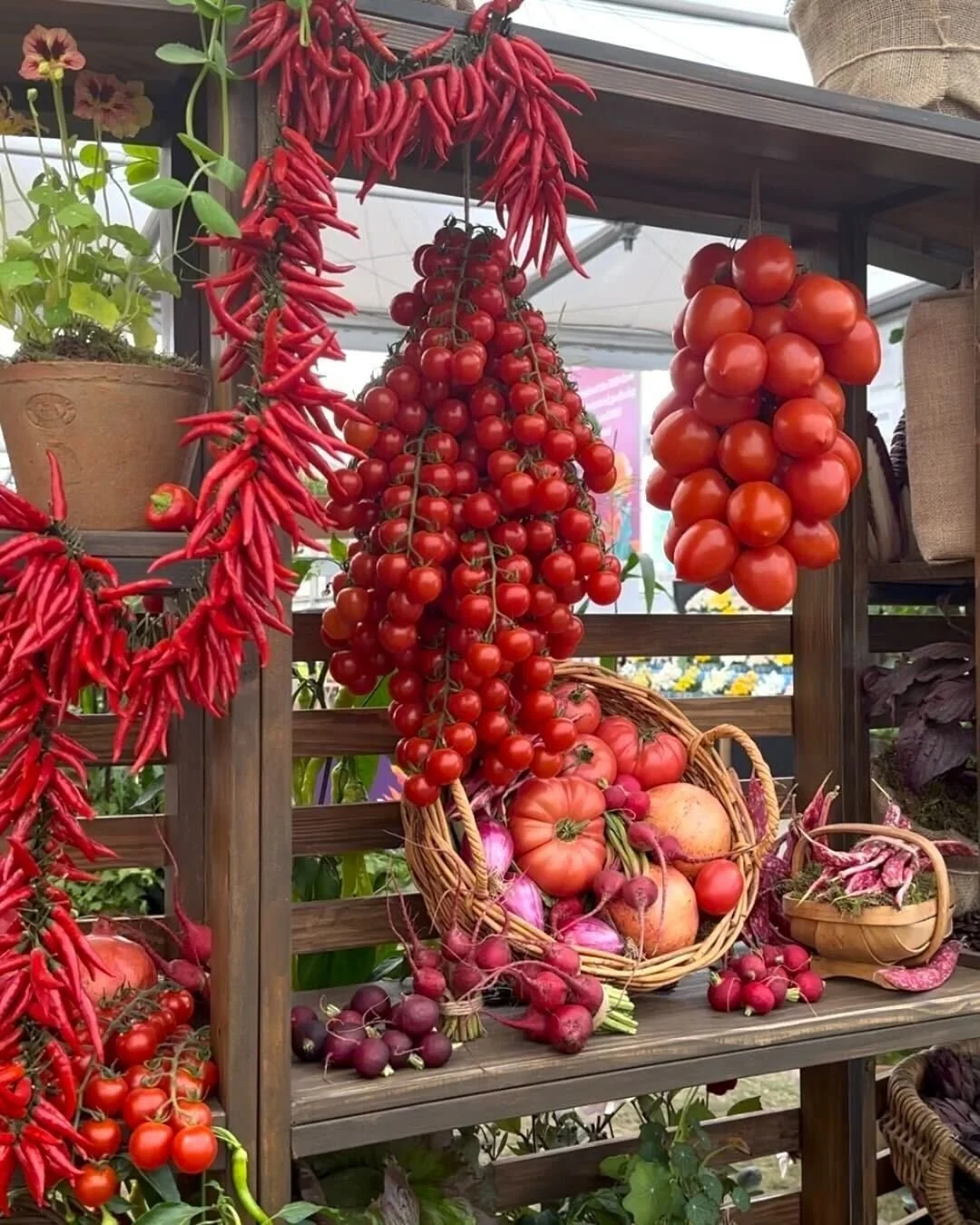 Shelving unit displaying hanging and piled fresh tomatoes, red chili peppers, and radishes in a market or farm stand setting.