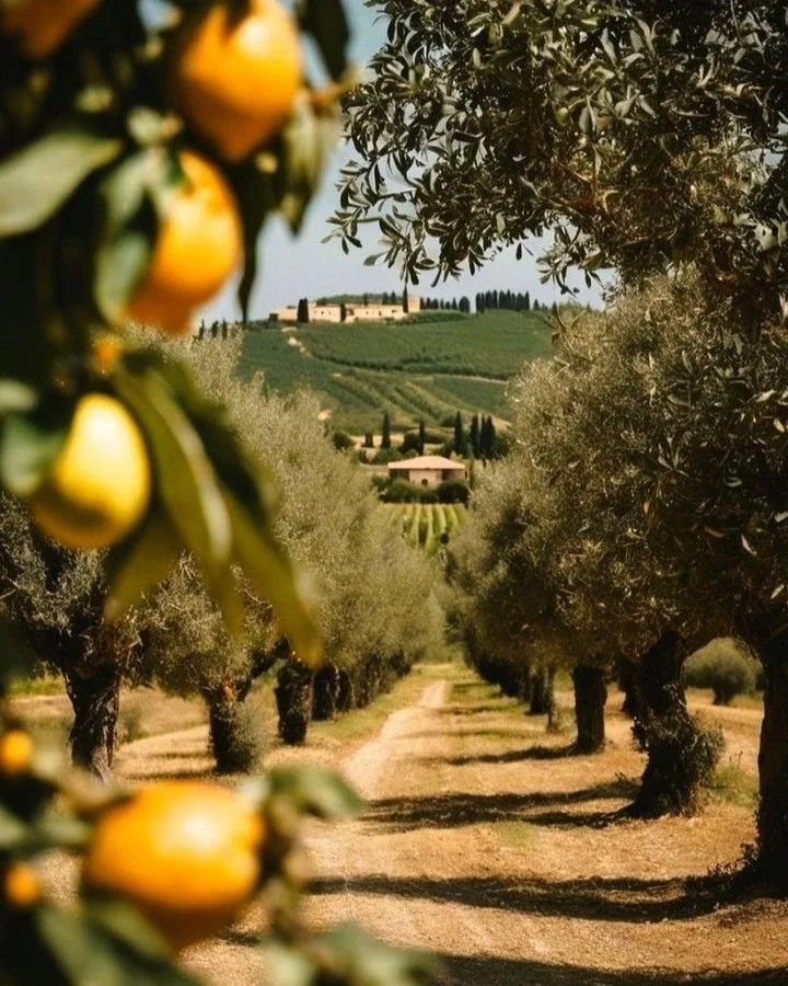 A scenic view of an orchard with rows of trees, leading to rolling hills and a distant building on a sunny day.