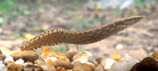 Zig Zag Eel