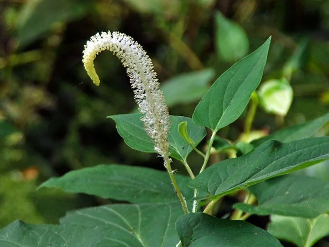 Pond Plants
