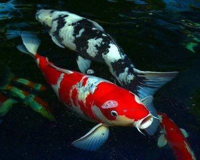 koi-fish-profile.jpg