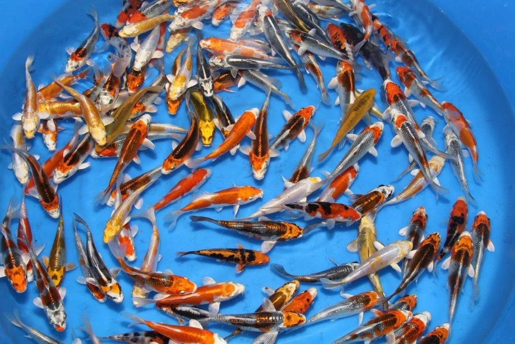 Asst. Butterfly Koi