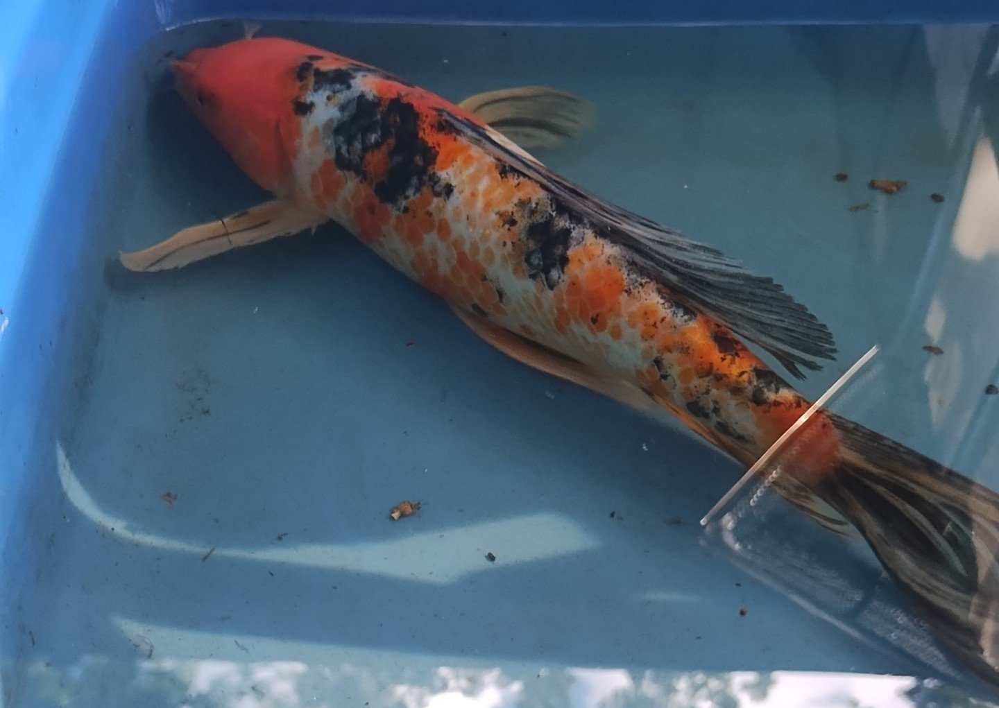 Asst. Butterfly Koi
