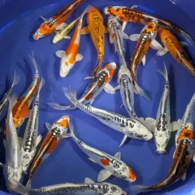 Asst. Butterfly Koi