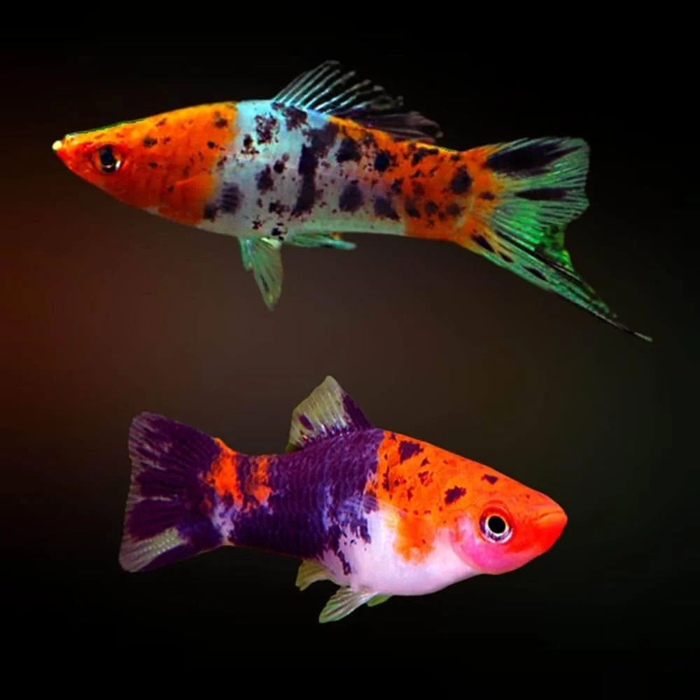 Calico Swordtail Small