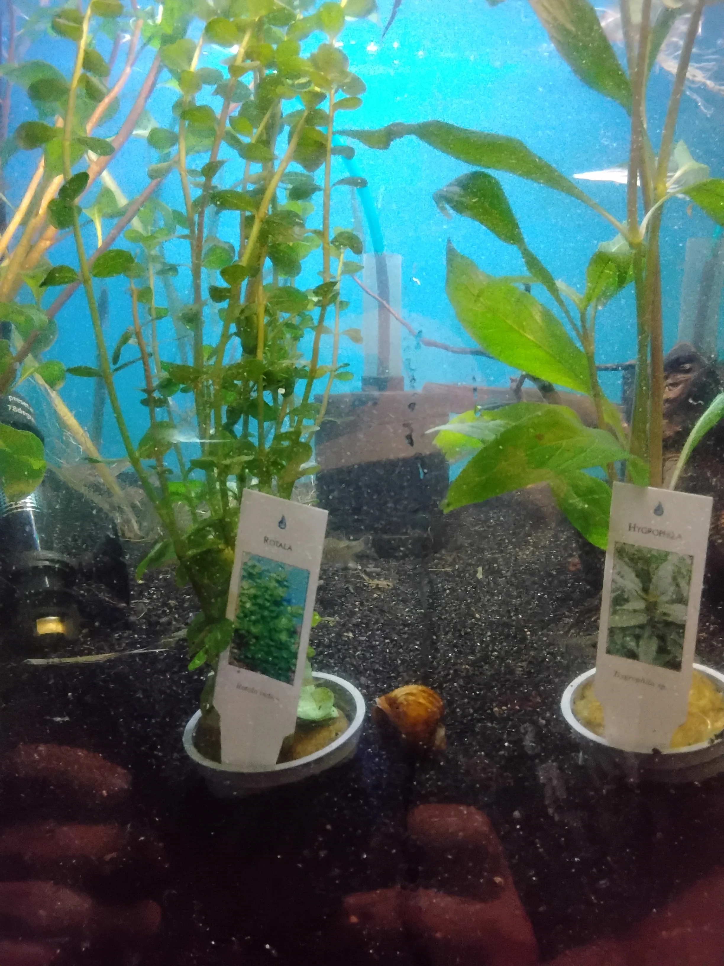 Asst. Bunched Plants