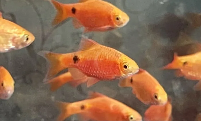 Rosy Barb