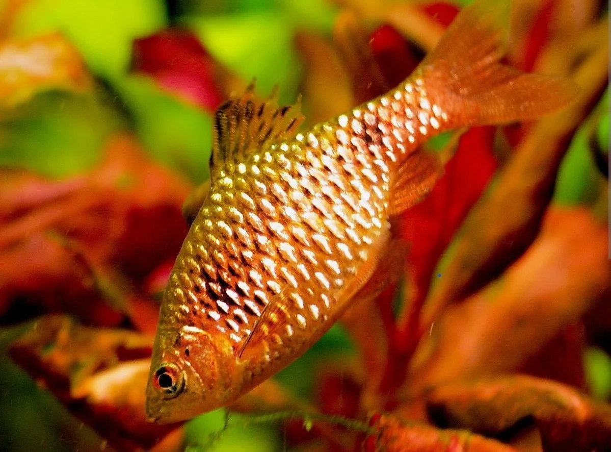 Rosy Barbs