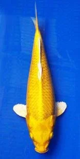 Asst. Butterfly Koi