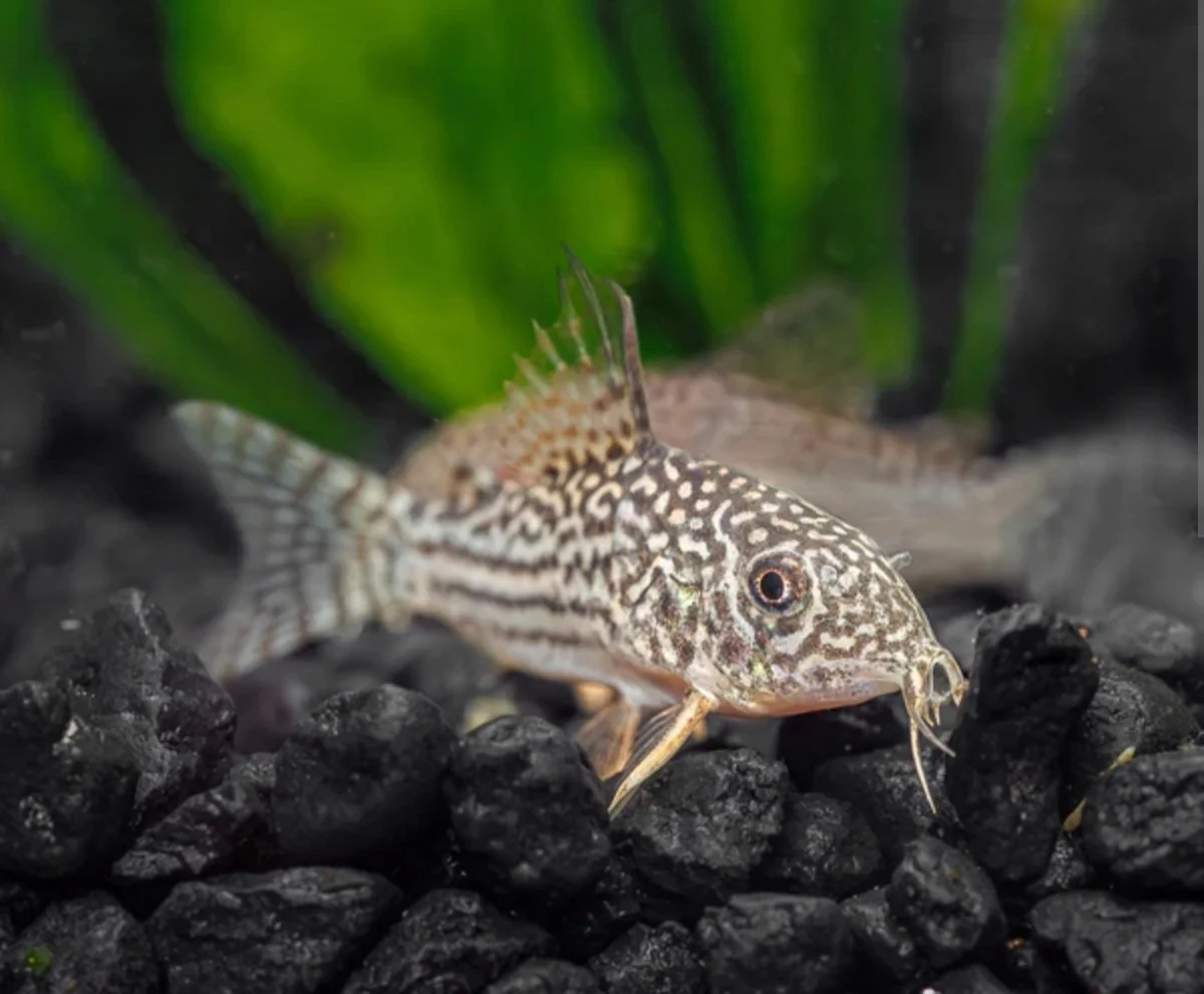 Sterbai Cory