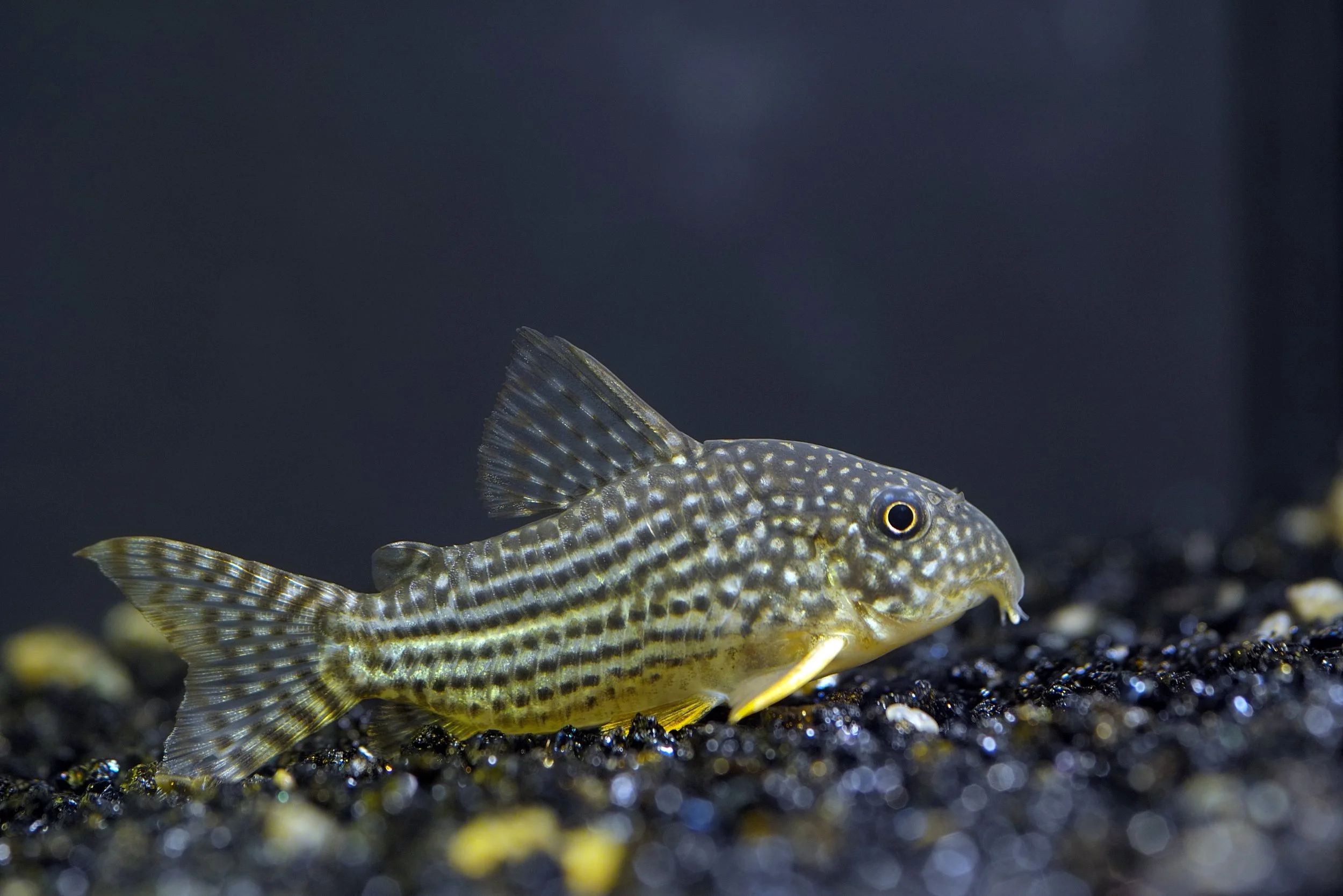 Sterbai Cory