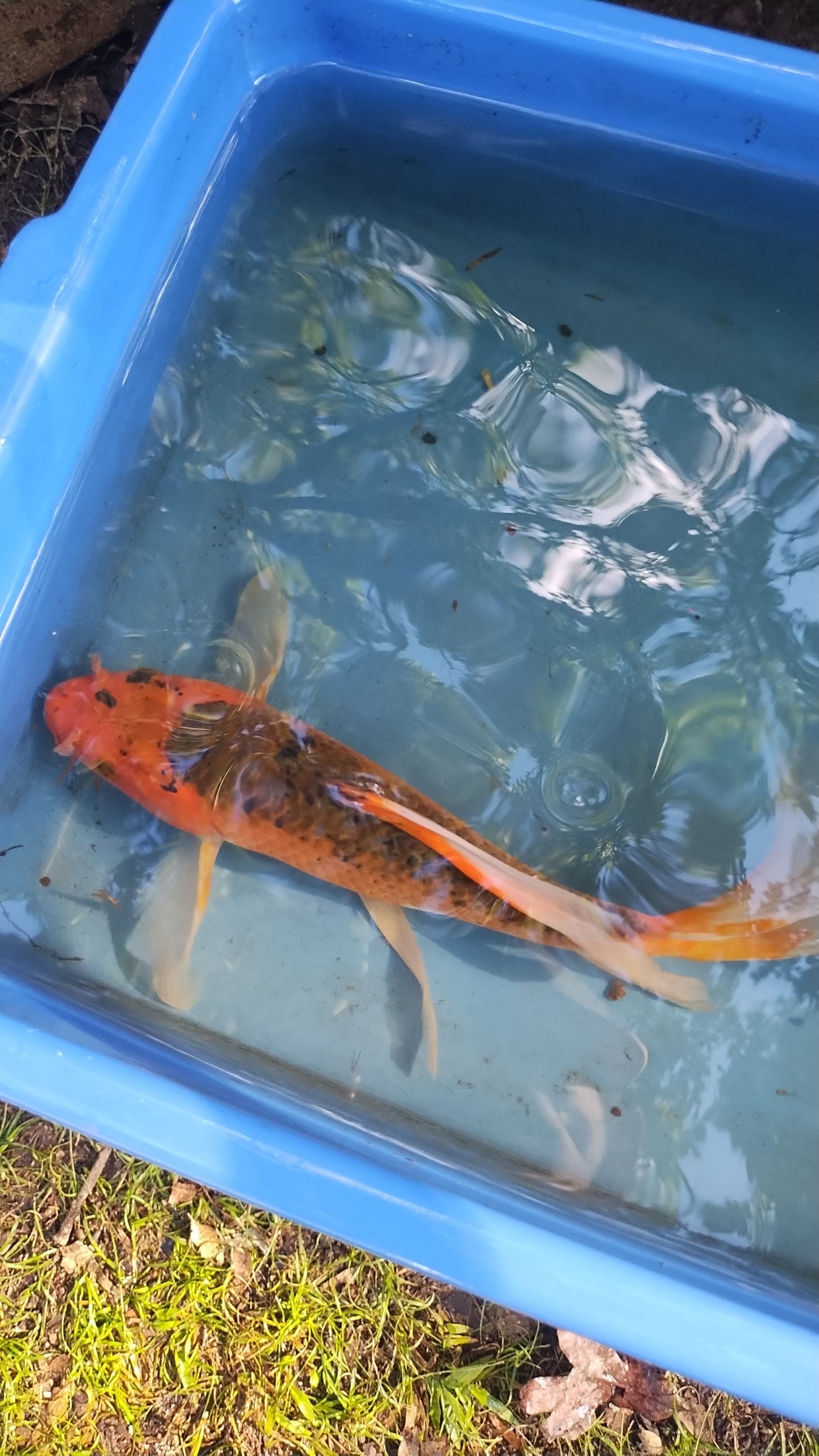 Asst. Butterfly Koi
