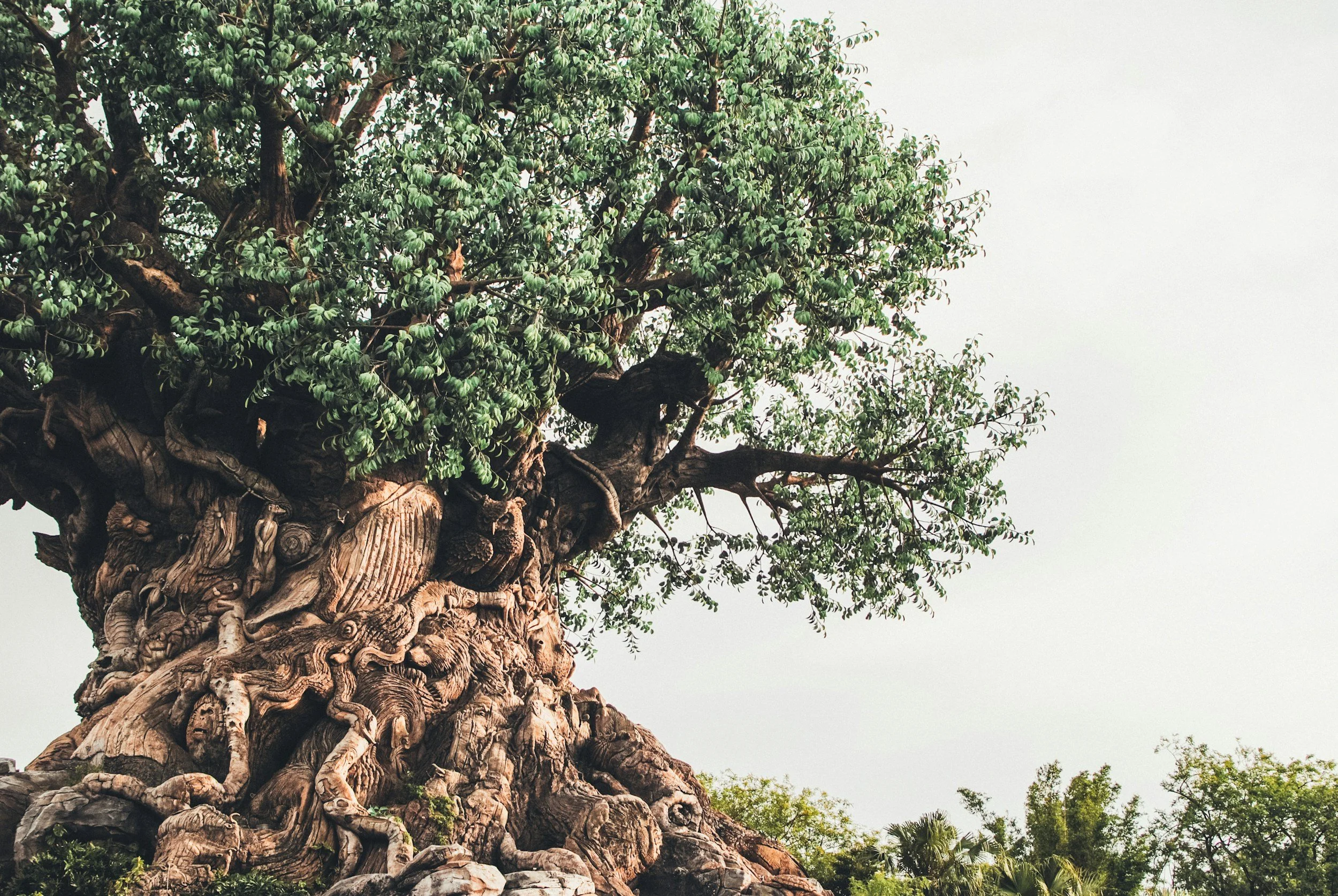 A large, ancient tree with a thick, gnarled trunk and dense green foliage against a pale sky.