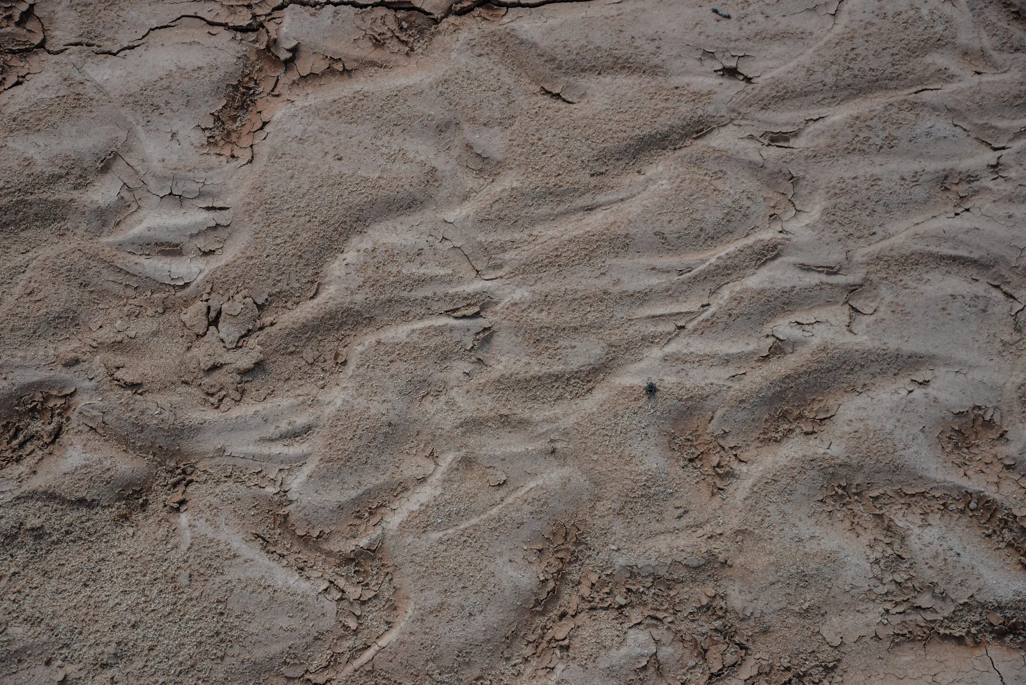 Close-up of cracked and dry dirt or mud surface with visible footprints or tire tracks.