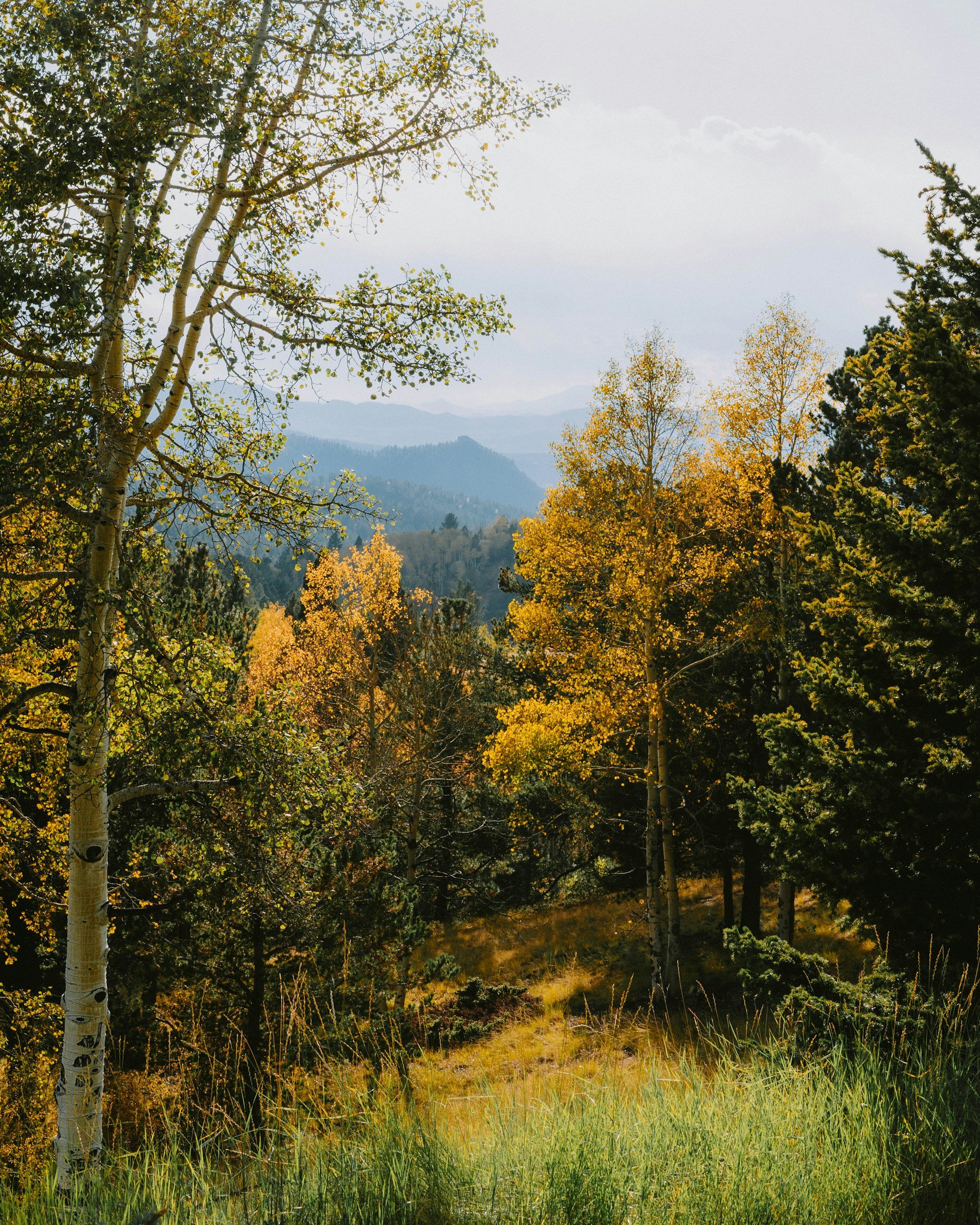 A scenic view of a forest and mountain range with trees turning yellow and green, under a cloudy sky, with sunlight illuminating the landscape, likely during autumn.