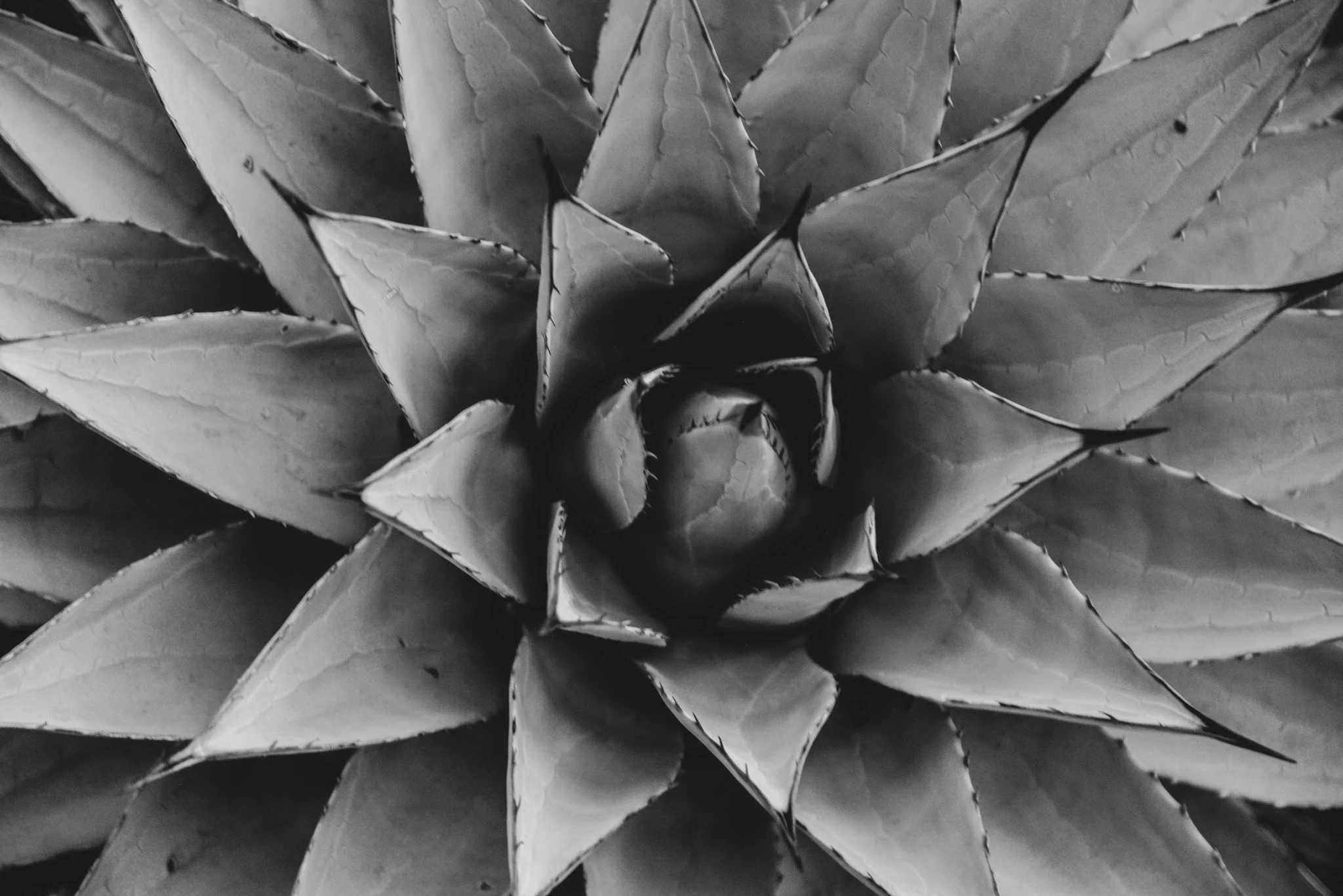 Close-up of a large succulent plant with thick, pointed leaves arranged in a rosette pattern, in black and white.