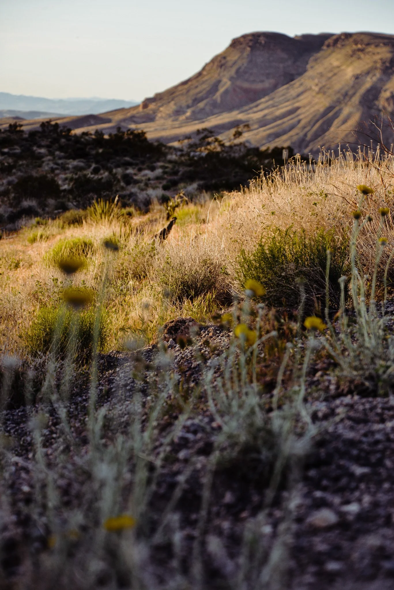 Desert landscape with dry grass, bushes, and mountains under a clear sky.