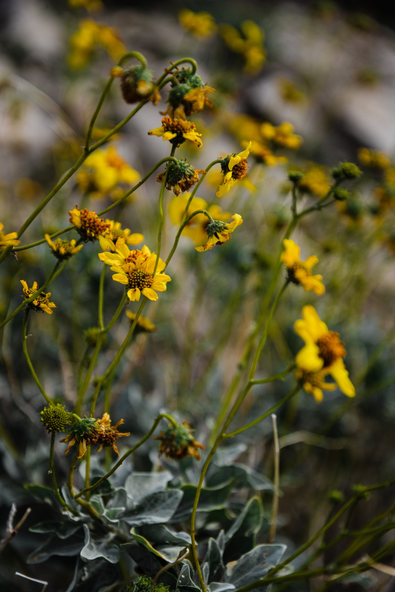 Close-up of yellow flowers on green stems with some withered petals, background blurred with similar flowers and foliage.