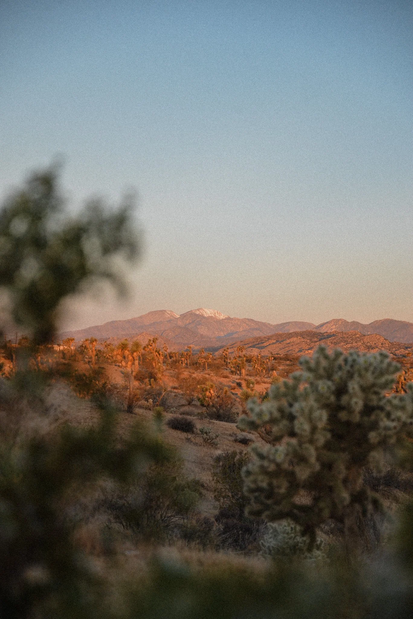 A desert landscape at sunset with mountains in the background and desert vegetation in the foreground.