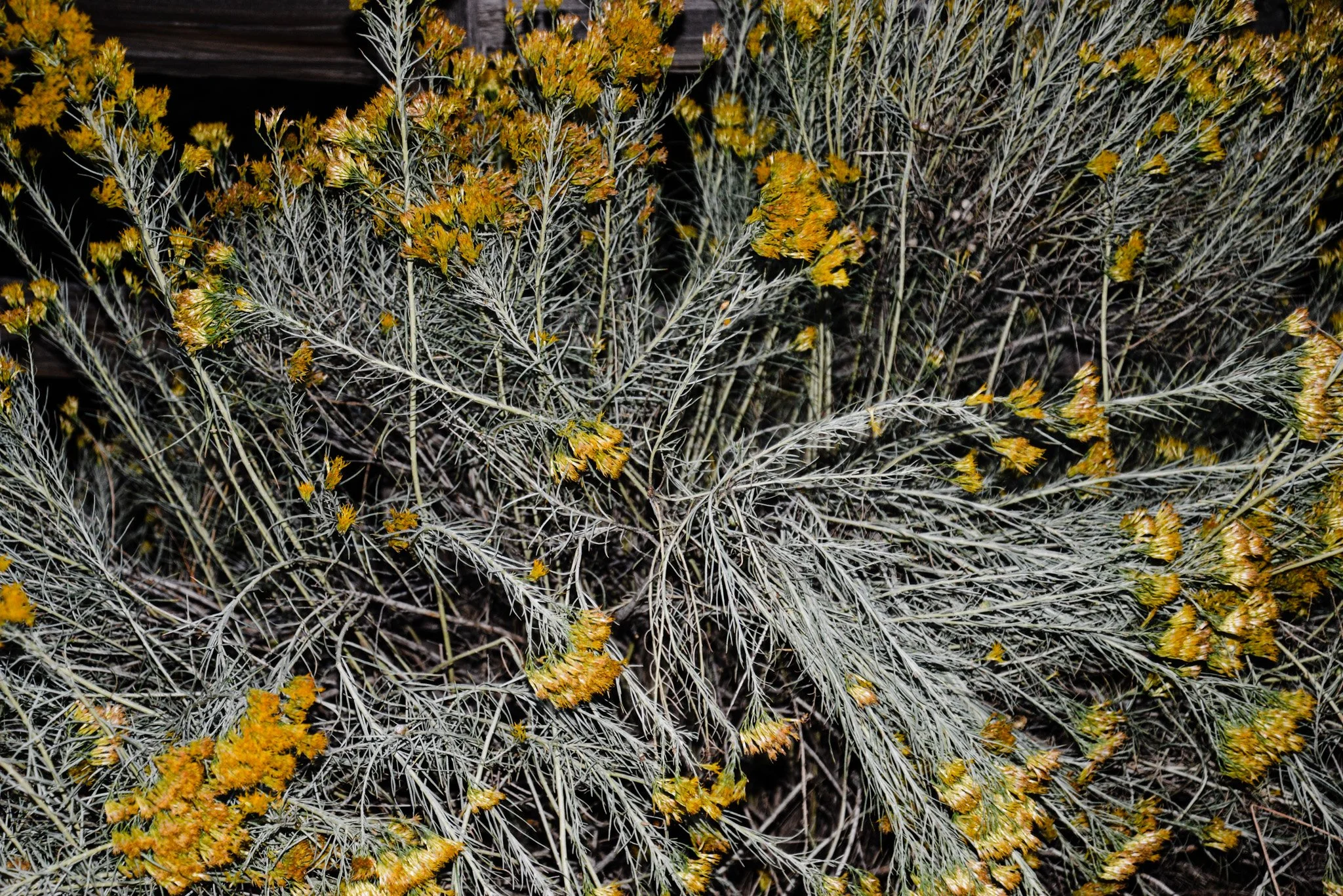 Dry, spiky desert plant with small yellow flowers.