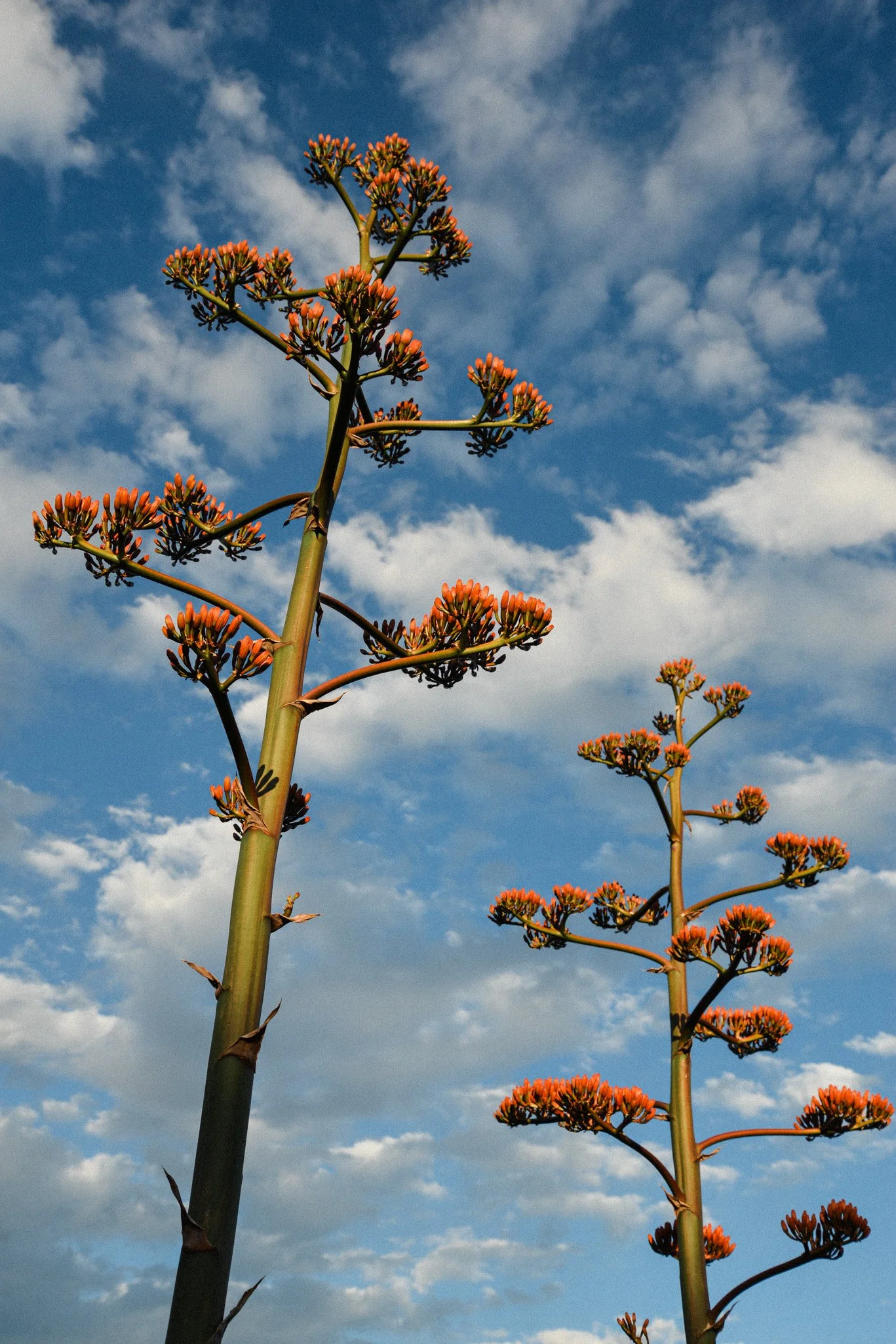 Tall agave plant with orange flower clusters against a blue sky with scattered clouds.