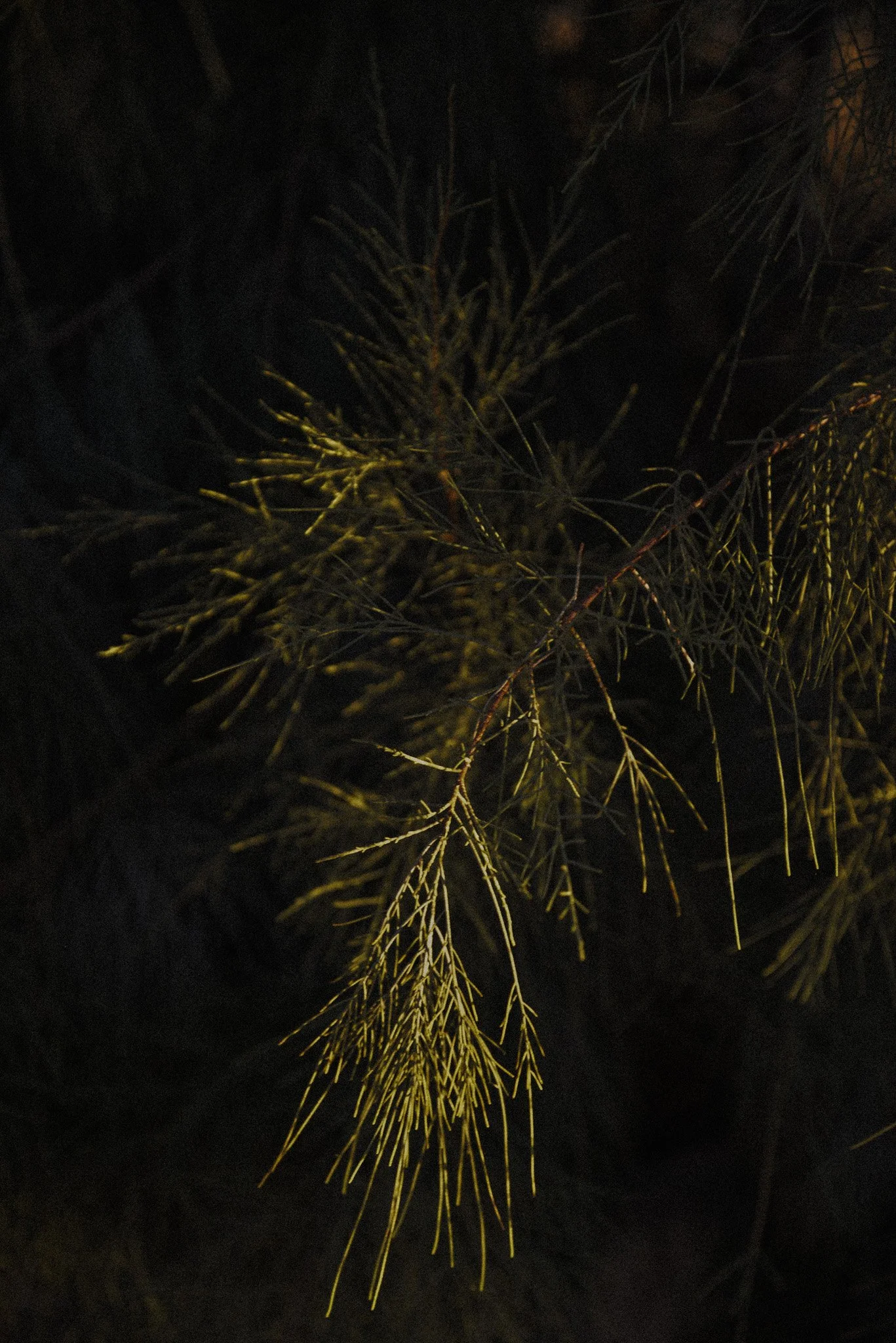 DSC_5146.jpg