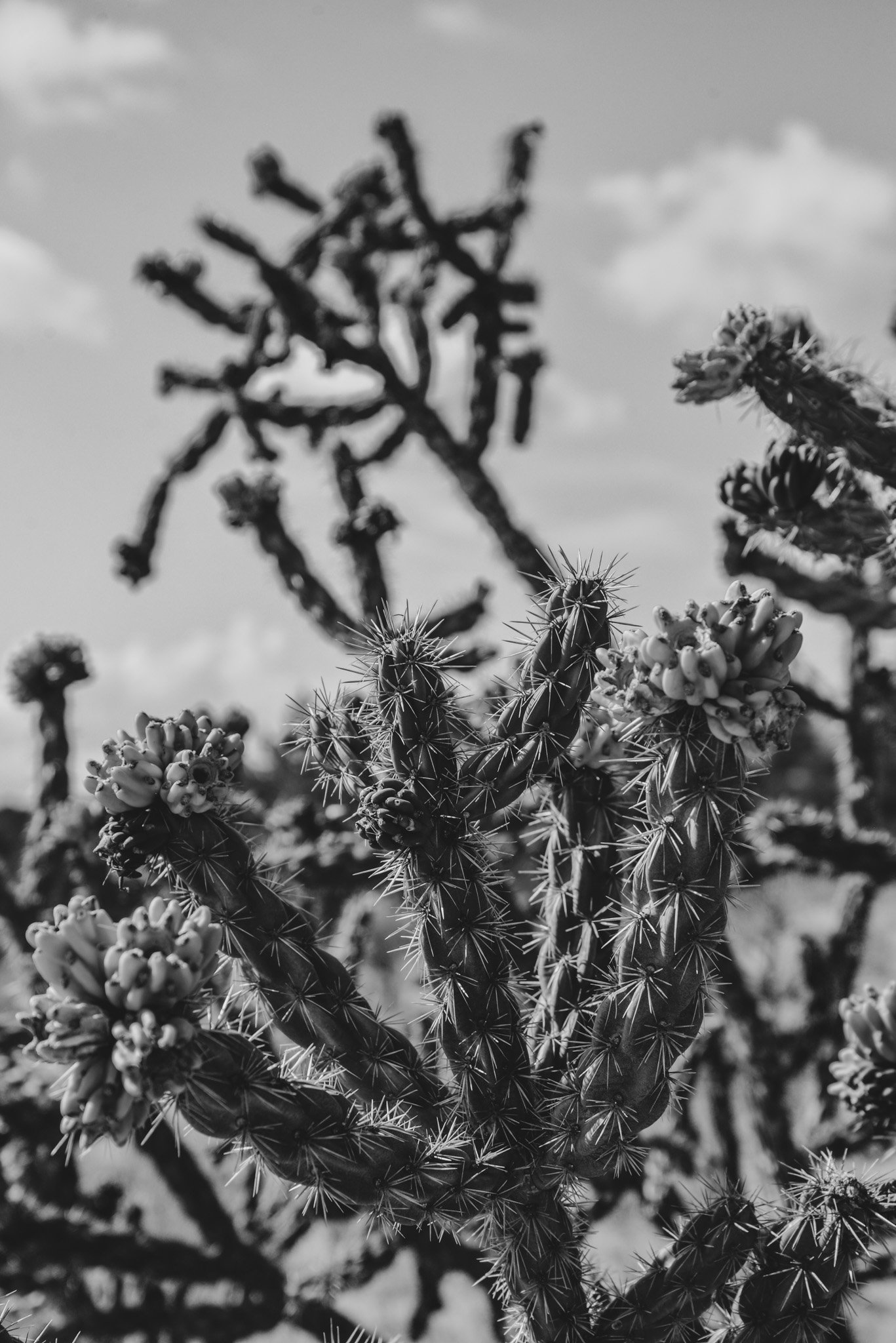 Close-up of cacti with spiky surface and clusters of small flowers, with a blurred tree in the background, in black and white.
