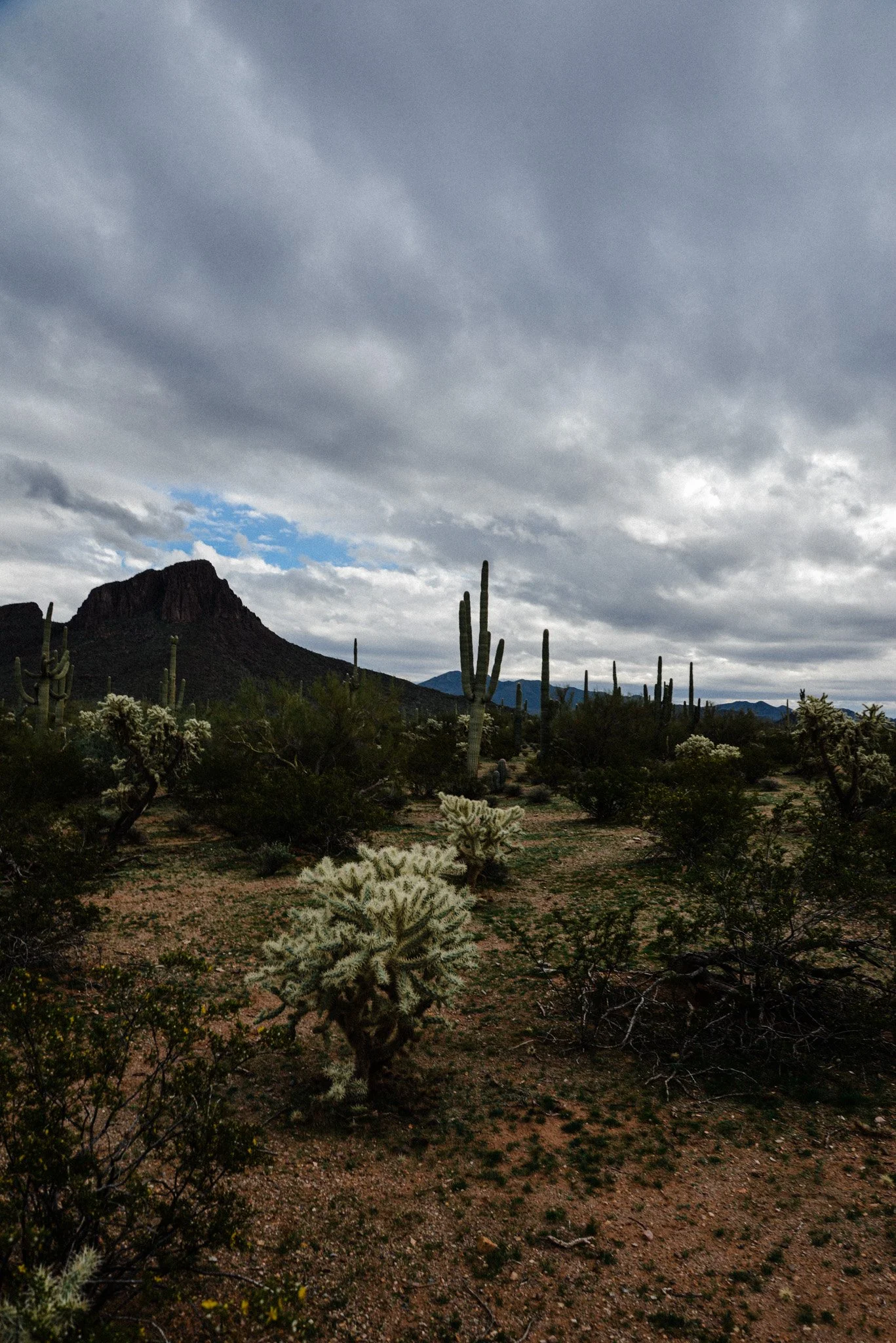 Desert landscape with cacti, shrubs, a rocky mountain, and a cloudy sky.