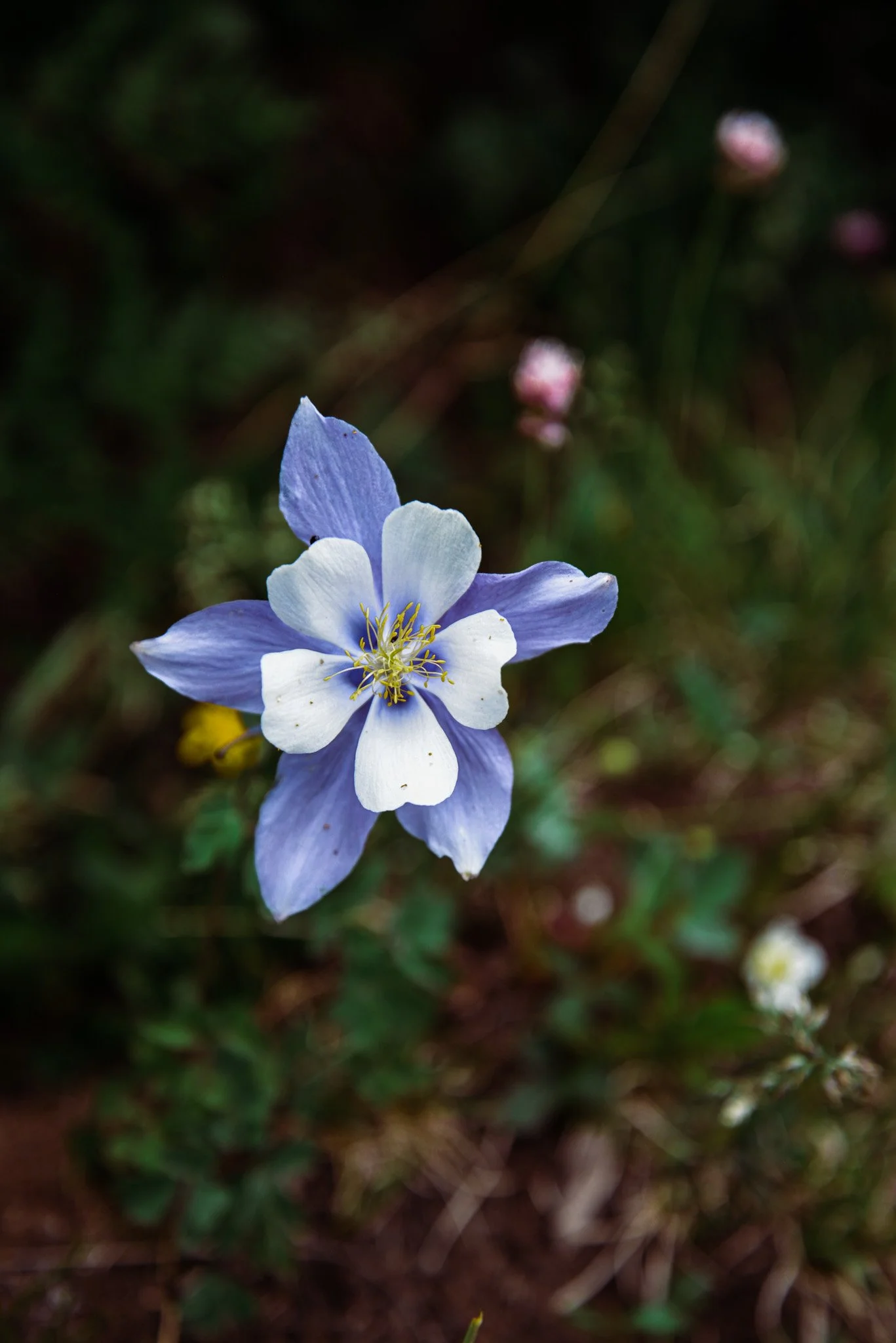DSC_6278.jpg