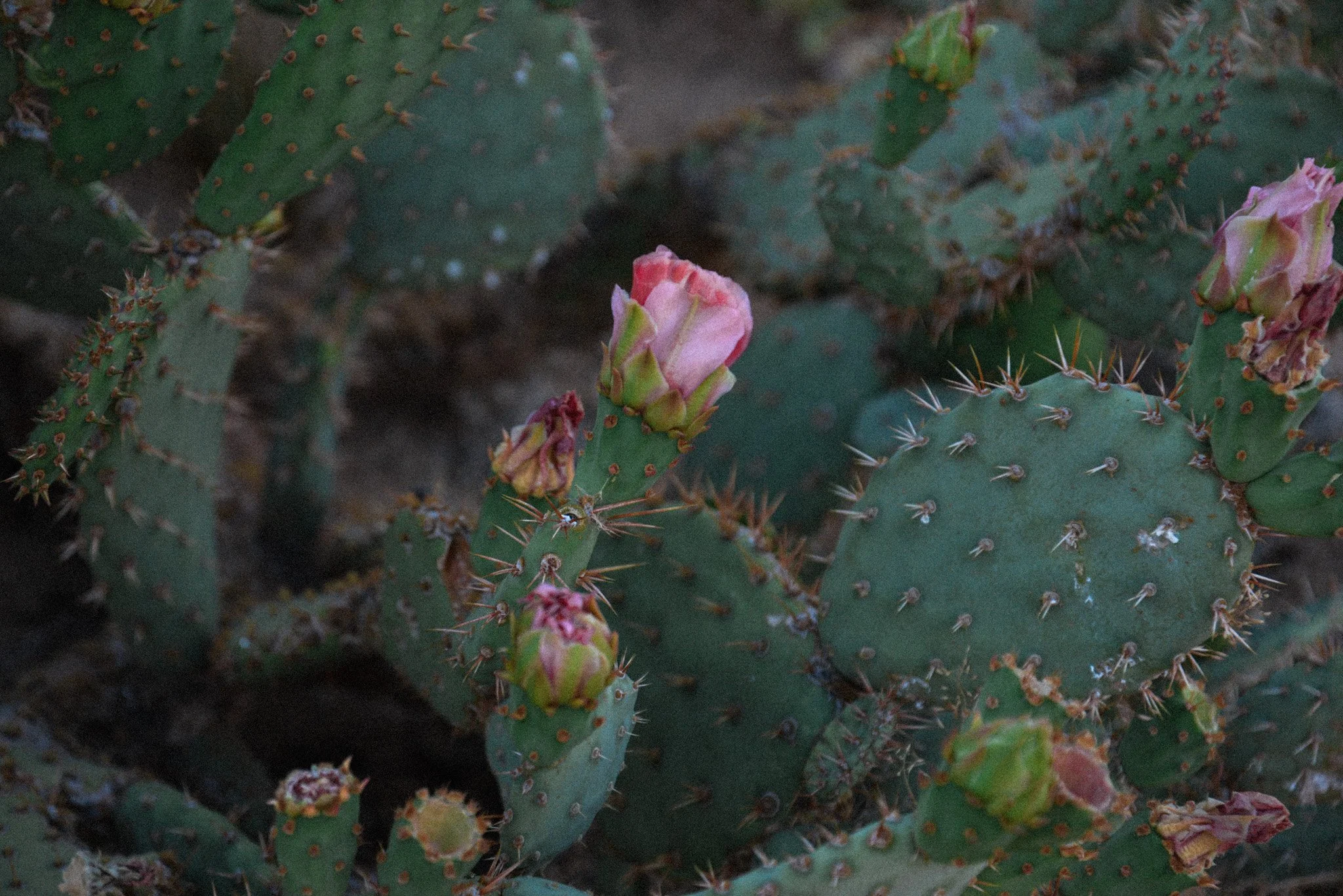 DSC_5067.jpg