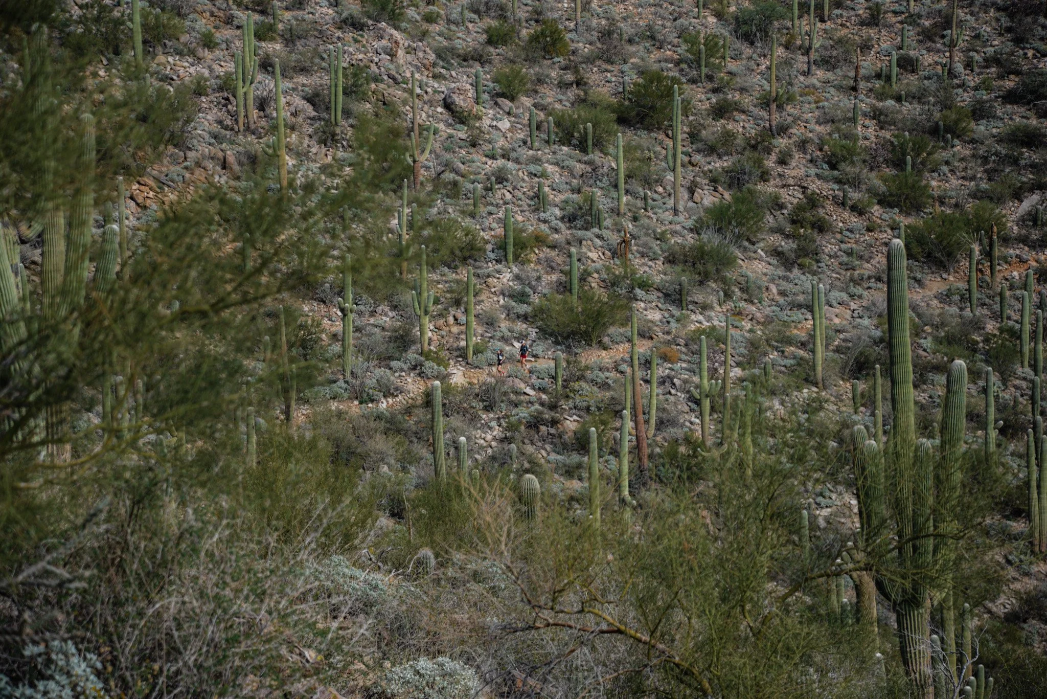 A desert landscape with numerous tall saguaro cacti and sparse vegetation, with two hikers walking along a trail.