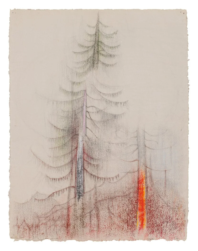European Birch, Sarajevo Bosnia, from the Trees of Sarajevo,(1993) (MV)  •. 
pastel on handmade paper  •. 26 x 20.1 inches • $20,000