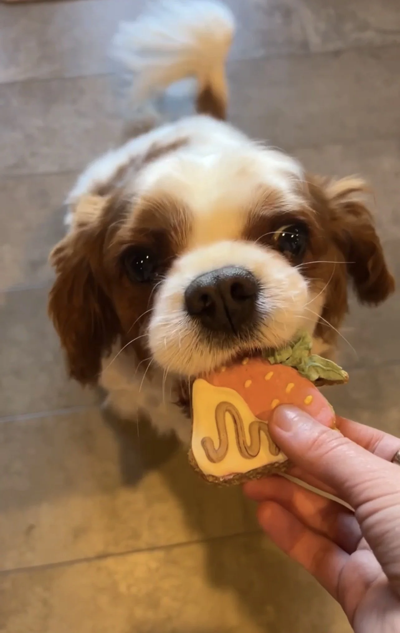 A small dog with brown and white fur holding a strawberry dog treat in its mouth.