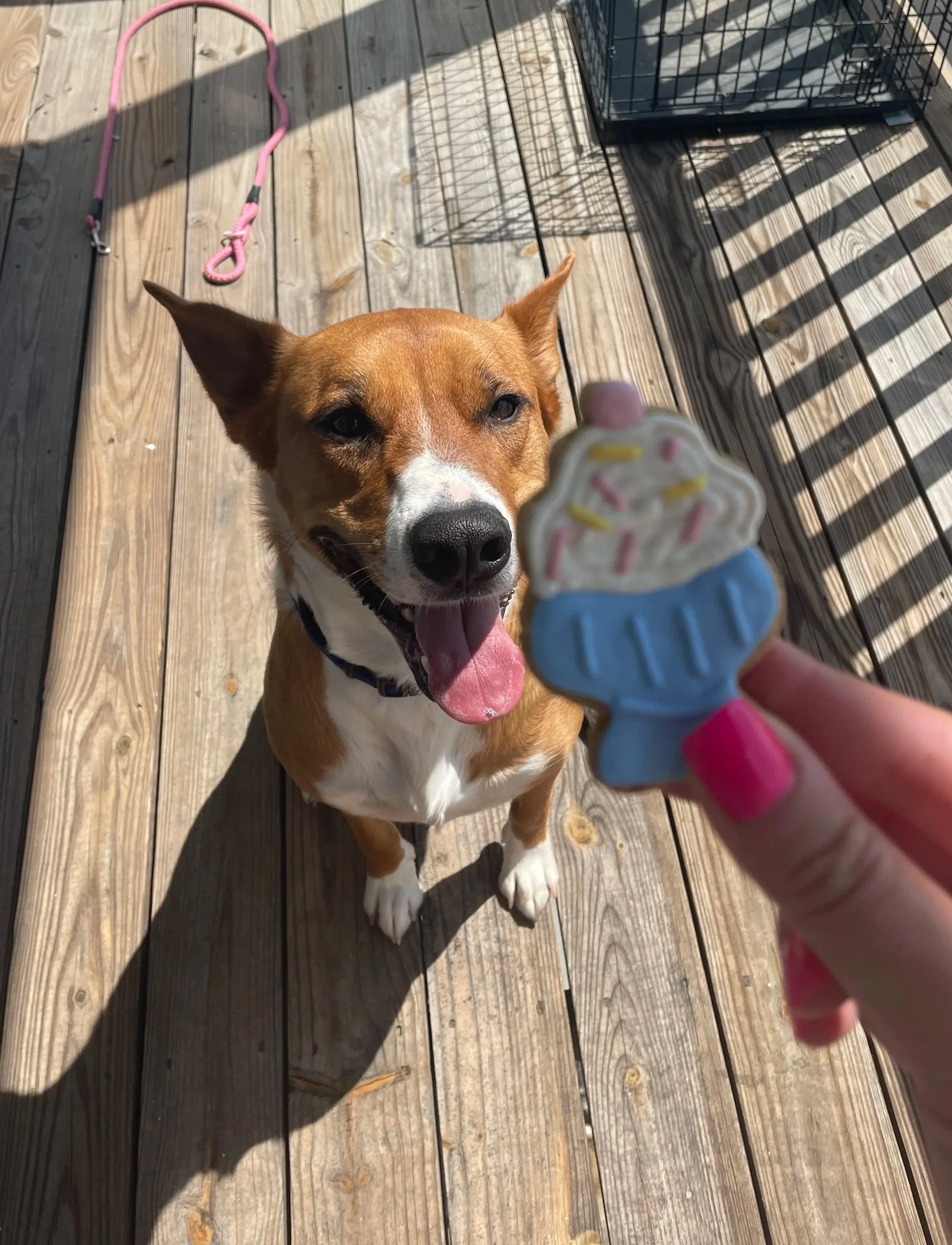 A dog with brown fur and white markings, sitting on a wooden deck, looking up at a person holding a cupcake-shaped dog treat in their hand.