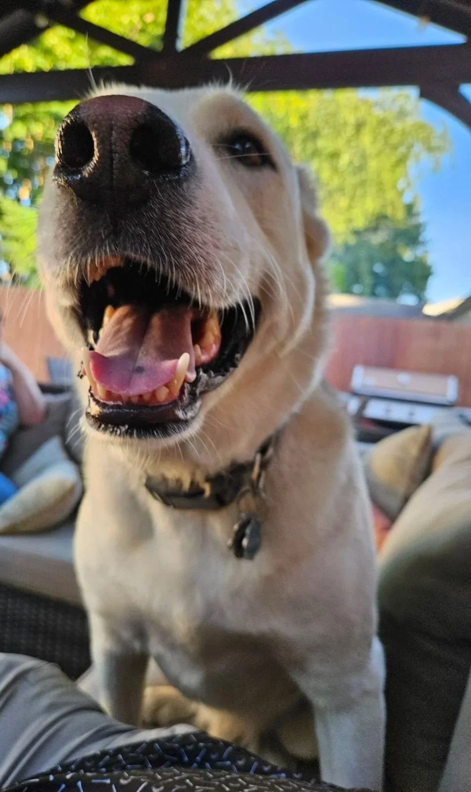 Close-up of happy Labrador Retriever dog with open mouth, showing teeth and tongue, in outdoor patio setting.