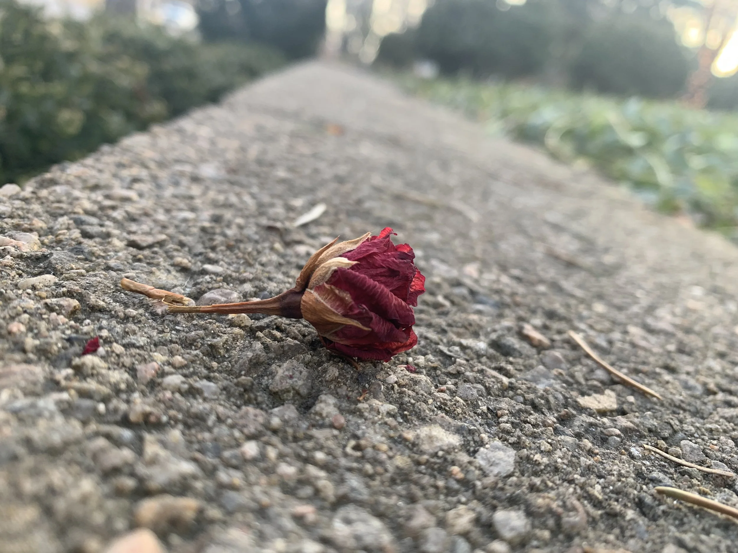 Concrete Rose