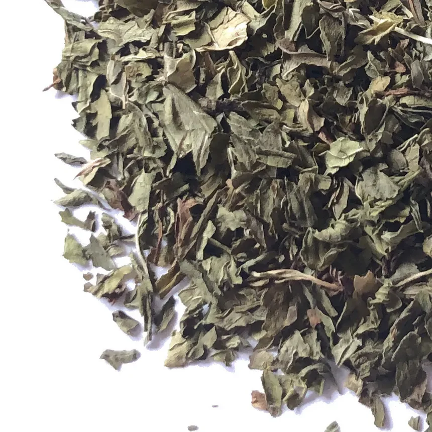 Mint (Mentha spicata) - OUT OF STOCK